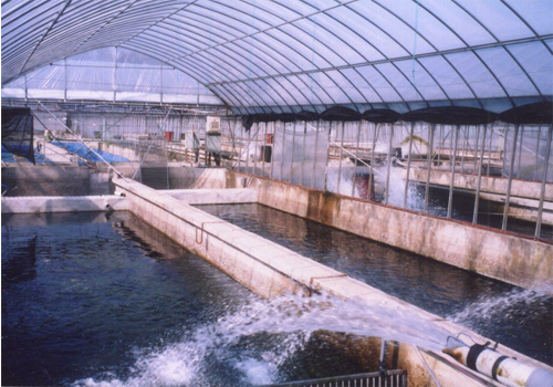 Оборудование УЗВ для выращивания рыбы