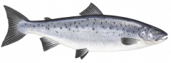 Тихоокеанский лосось